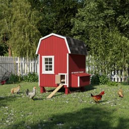 Gambrel Barn Chicken Coop lifestyle