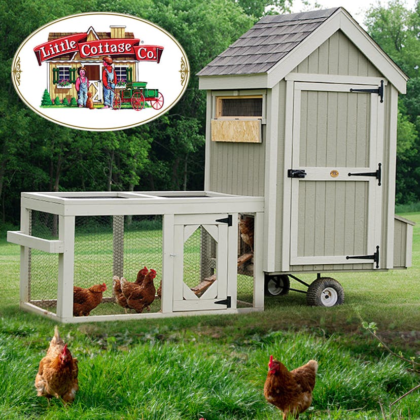 Colonial Gable Run Coop in backyard with chickens inside and in yard.