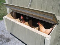 4x6 Colonial Gable Coop with chickens in nest