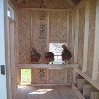 4x6 Colonial Gable Chicken Coop interior with chickens standing on 2x4