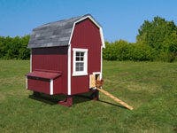 4x6 Gambrel Barn Chicken Coop with ramp and chicken on it