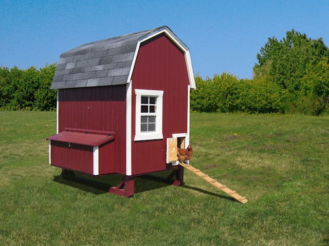 4x6 Gambrel Barn Chicken Coop with ramp and chicken on it
