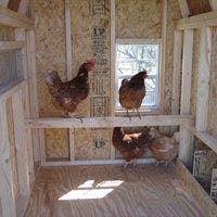 Gambrel Barn Coop interior with chickens inside